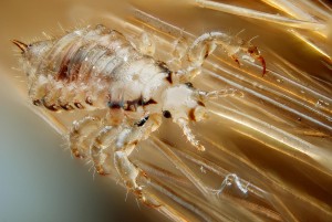 Male human head louse, Pediculus humanus capitis. Technical settings : - focus stack of 57 images - microscope objective (Nikon achromatic 10x 160/0.25) directly on the body (with adapter ~30 mm)