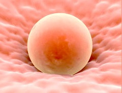 ovulacion1