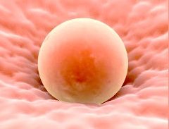 Ciclo Menstrual y Ovulación