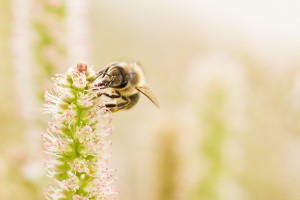 Bee working on Flower